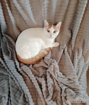 Larson ruhiges Kätzchen Sucht seine Familie