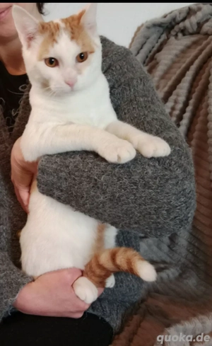 Larson ruhiges Kätzchen Sucht seine Familie Bild 4