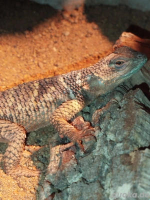 Sceloporus cyanogenys | Blauer Stachelleguan 