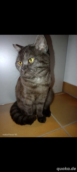 BKH Katze 8 Monate jung