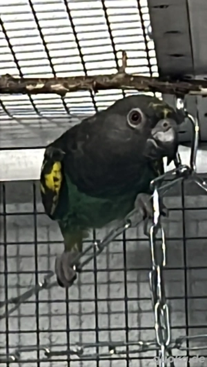 1.0 Goldbugpapagei von 2024