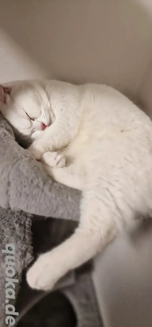 Britisch Kurzhaar Kater