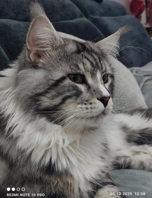 Hübscher Markis (Deckkater) 