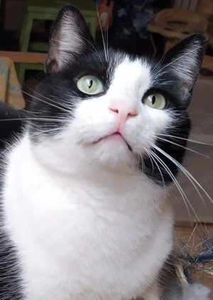 München - 2 liebe Wohnungskater (3,3,5 J.) suchen ihr Zuhause, zu zweit oder als Zweitkater geeignet