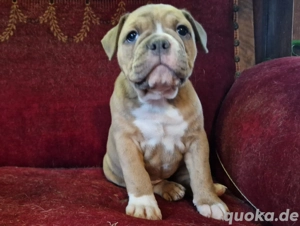 Old English Bulldog Mädchen 