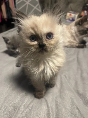 2 Britische Langhaar Kätzinen Beide WEIBLICH