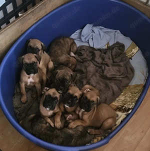 Reinrassige Boxerwelpen 