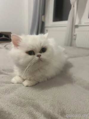 Perser Katze (4yr - Kastriert)