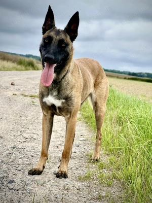 Wurfplanung Malinois 2026