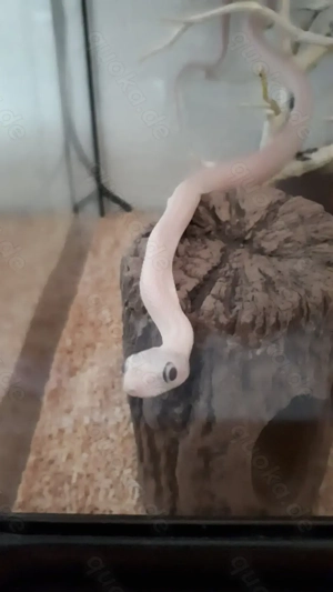 2.0 Leuzistische Texas Kükennatter Nachzuchten 