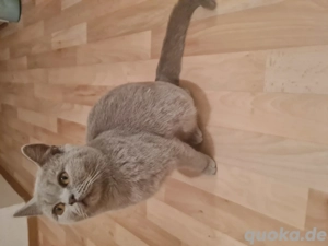 Britisch Kurzhaar Kater (1 Jahr) für Katzenpaarung