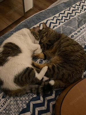 Privat: Katzen Geschwister suchen liebevolles Zuhause