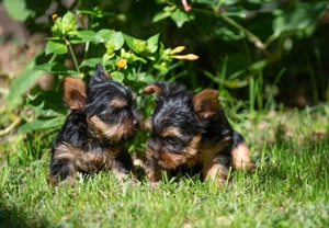 Yorkshire Terrier Welpen