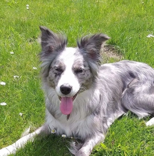 Reinrassiege Border Collie Welpen