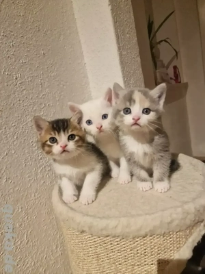 6 süße Kätzchen   3 Mädchen & 3 Jungen   13.10. geboren   150 