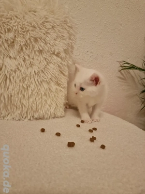 4 süße Kätzchen   1 Mädchen & 3 Jungen   13.10. geboren   150 