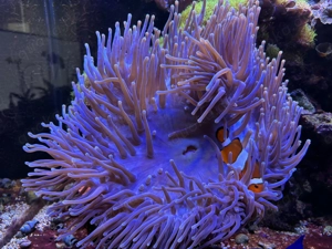 Clownfisch Pärchen mit einer Prachtanemone 