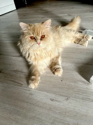 Wunderschöner junger Kater sucht liebevolles neues Zuhause