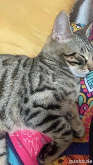 Bengal männchen zu verkaufen