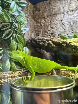 Fidschi Leguan (Brachylophus fasciatus)