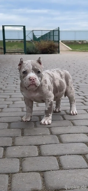 American bully Pocket