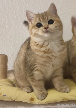 BKH kittens Gina und Gabi