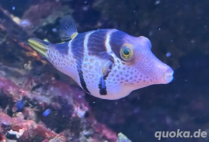 Kugelfisch