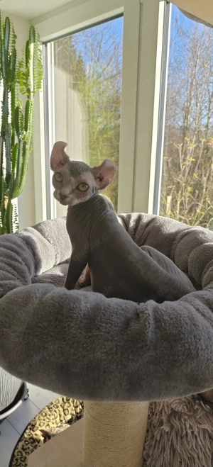Elf Sphynx Mädchen 