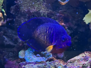 Kaiserfisch gelb  blau