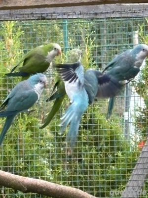 Mönchssittiche abzugeben