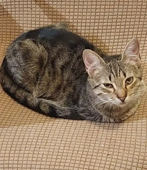 Thea Freundliches Katzenmädel sucht Familie zum Kuscheln