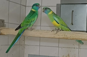 Cloncurry Sittiche Zuchtpaar