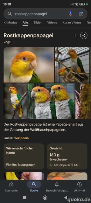 Suche Grünzügelpapagei oder Rostkappen