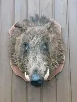 Wildschweinkopf