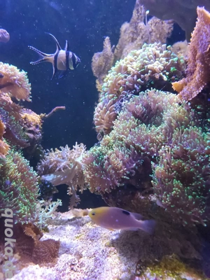 Meerwasser Fische & Niedere Tiere