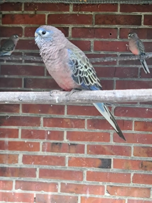 Bourkesittiche abzugeben