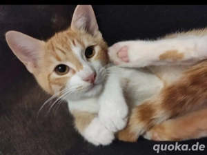 Kätzchen sucht seine Familie 