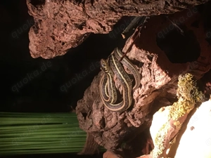 TOP!! 1.1 Thamnophis eques eques Zuchtpaar, 2 Jahre alt
