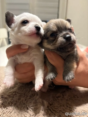 2 Wunderschöne Chihuahua Welpen