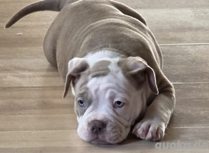  American   Bully babys