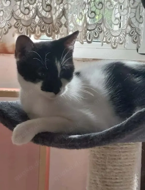 Milo Freundlicher Kater sucht Familie zum Kuscheln