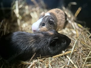 Meerschweinchen Böckchen-Team
