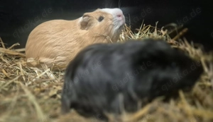 Meerschweinchen Böckchen Team