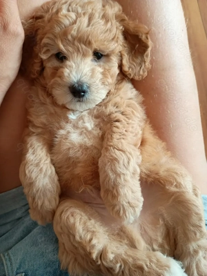 Schwarze und braune zwergpudel welpen