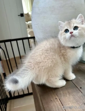 Britisch Kurzhaar Kätzchen