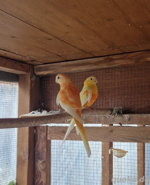 1 Pärchen Singsittiche 