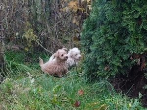 Westi Poo Welpen suchen neues Zuhause