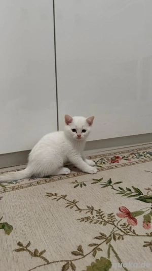 Britisch Kurzhaar Kitten