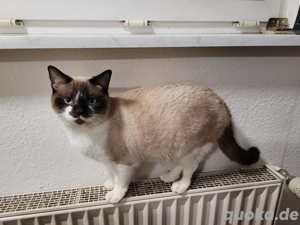 Deckkater  KEIN Verkauf 