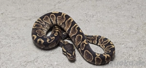 Köpy zur Abgabe (Hamm)